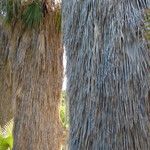 Washingtonia filifera Лист