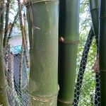 Bambusa vulgaris Кора