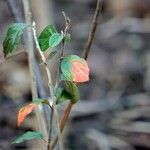 Cotoneaster acutifolius Leaf