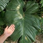 Philodendron giganteum Leaf