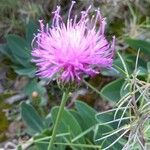 Klasea nudicaulis 花