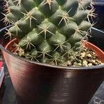 Coryphantha elephantidens Ліст