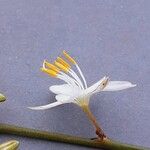 Chlorophytum comosum Flower