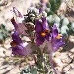 Cistanche violacea Flower