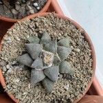 Ariocarpus retusus Fulla