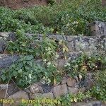 Crambe scaberrima 形態