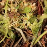 Trifolium suffocatum Fleur