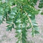 Cordyla africana Leaf