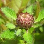 Centratherum punctatum Flor