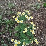 Argyranthemum frutescens പുഷ്പം