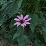 Echinacea purpurea Blomst