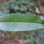 Calophyllum tacamahaca Leaf