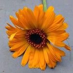 Calendula stellata Blüte