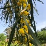 Acacia saligna फूल