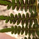 Pteridium capense 葉