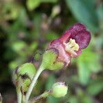 Scrophularia auriculata Virág