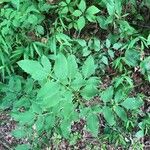 Angelica atropurpurea Hoja