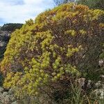 Euphorbia dendroidesHabitus