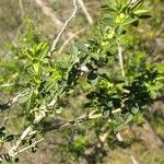 Adenocarpus telonensis 葉