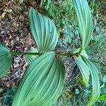 Veratrum album Hoja