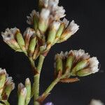Limonium girardianum Flor