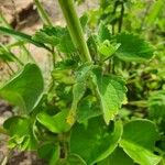 Orthosiphon rubicundus Leaf
