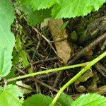 Aralia racemosa Bark