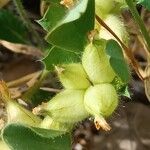 Tripodion tetraphyllum Fruto