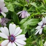 Dimorphotheca jucunda Çiçek