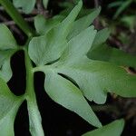 Ceratopteris cornuta Leaf