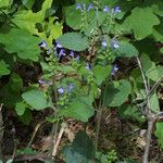 Scutellaria ovata Habit