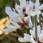 Retama raetam Fleur