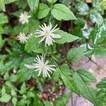 Clematis apiifolia 花