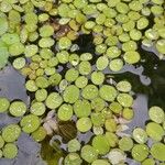 Salvinia natans Leaf