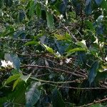 Coffea arabica Συνήθη χαρακτηριστικά