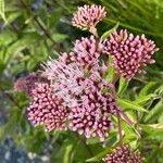 Eupatorium cannabinum Blomma