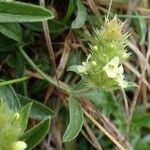 Sideritis hyssopifolia Staniste