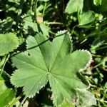 Alchemilla xanthochlora Лист