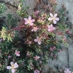 Frankenia laevis Flower