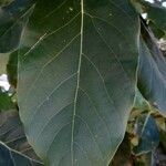 Persea americana Leaf