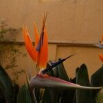 Strelitzia reginaeLorea