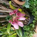 Bulbophyllum longiflorum Кветка