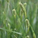 Phalaris aquatica Fiore