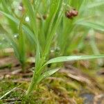 Luzula alpinopilosa Kaarna