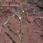 Gayophytum humile Habit