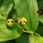 Maianthemum stellatum 果實