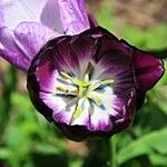 Tulipa lortetii Virág