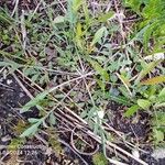 Centaurea diffusa Hoja