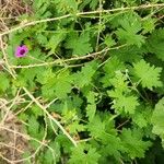 Geranium mascatense Other