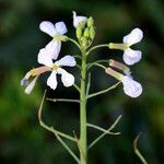 Raphanus sativus Flower